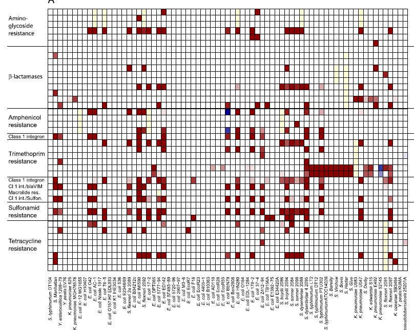 Enterobacteriaceae ailesi