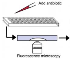 Antibiyotik