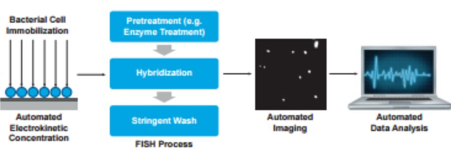 Accelerate Diagnostics - Pheno System Multiplexed Fluorescence in situ Hybridization (FISH) Bakteri hücrelerinin sabitlenmesi