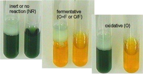 Oksidatif karaktede glikozun ayrışması sadece parafinsiz tüpte (açık tüp) görülür. Besi yerinin orijinal rengi (mavi-yeşil) sarıya döner. Bu renk değişimi oksidasyon pozitif olarak değerlendirilir.