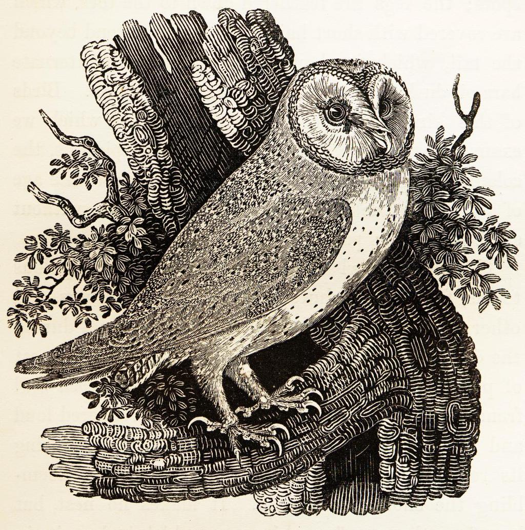 Thomas Bewick, "The Yellow Owl"