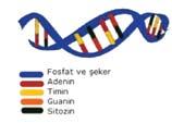 DNA Purple Banner Göze hoş gelen buzağı ve düveler, yarışmalarda başarılı olabilecek inekler, aynı zamanda sürüde uzun süre kalabilecek, verimli ve karlılığı olan inekler için uygun boğa.