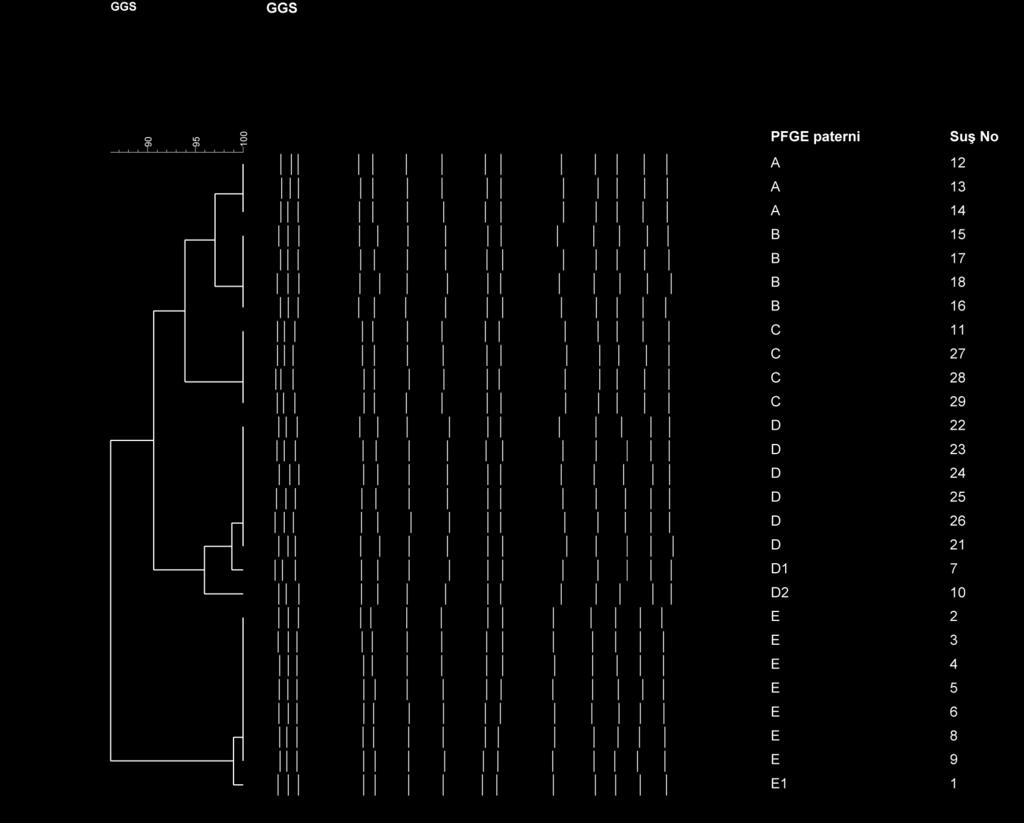 İki farklı enzimle kesilen bant profilleri karşılaştırıldığında ortak profil olan suşların enzimlere göre farklılık göstermediği görülmüştür (Şekil