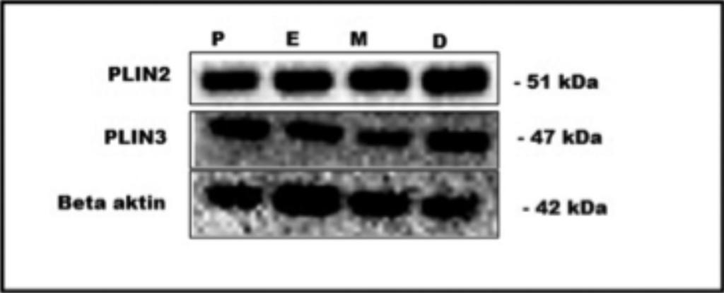 Şekil 3: Western Blot PLIN2 ve PLIN3 analiz sonuçları Şekil 4: Western Blot PLIN2 ve PLIN3 analiz değerleri laştırıldığında primer folikül granüloza hücreleri ve oositlerinde eksprese olan PLIN2 ve