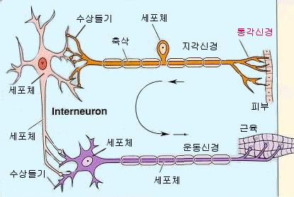 3- Ara veya Bağlayıcı Nöron Sinir impulslarını bir nöronun dendritinden diğer nöronun