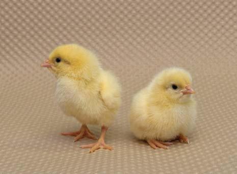 Civciv Konforunun Kontrolü C VC V KONFORU NEDEN ÖNEML D R? Civcivler yumurtadan ç karken, vücut s lar n kontrol etme yetisine sahip de ildir.