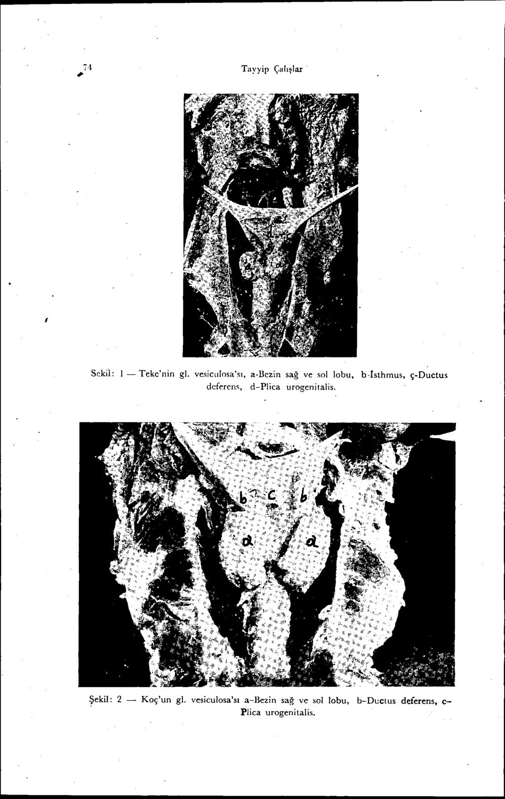 Tayyip Çalı~lar Seka: ı- Teke'nin gl. vesiclilosa'sı, a-bezin sağ ve sol lobu, b.