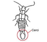 Bu tip kıllar böcek vücudunun çeşitli yerlerine yayılmış durumdadır; özellikle antenler, tarsus segmentleri ve cerci'de bol