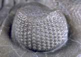 (4) Petek gözler Bunlara Türkçede Bileşik gözler adı da verilmektedir. Bu gözler bir takım Ommatidium (çogul: Ommatidia)lardan meydana gelmiştir.