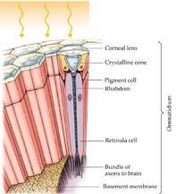 Bu üç kısmından (Coenea, coeneagen ve Crystalline conus) başka, bir ommatidium'da şu yapılar bulunur: Primer iris hücreleri, saydam koni ve comeagen tabakasının etrafını kuşatan, fazla miktarda