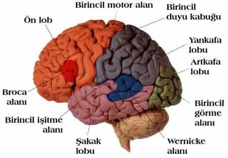 Lobus Frontalis: Kişilik hareketleri ve motor davranışlardan sorumlu olan kısımdır.