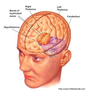 1. Thalamus Diencephalonun geniş bölümüdür. en Thalamus başlıca aşağıdaki fonksiyonlardan sorumludur. 1.