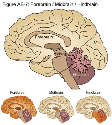 MESENCEPHALON Beyinin alt yüzü altında, pons un yerleşiktir. üzerinde Kraniyal sinirlerden 3. ve 4.