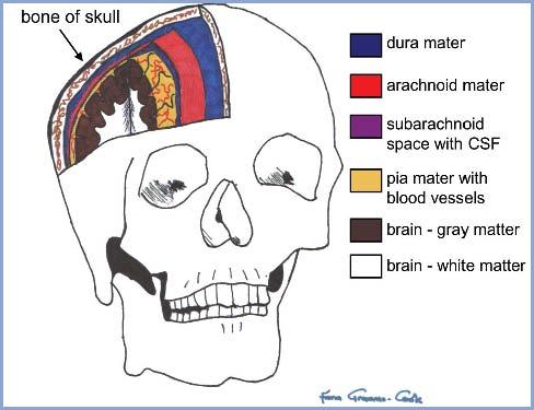 SİNİR SİSTEMİNİN ZARLARI Merkezi sinir sistemi meninges adı verilen zarlarla çevrilidir. Bunlardan en dışta dura mater, ortada arachnoid mater, bununda altında pia mater bulunur.