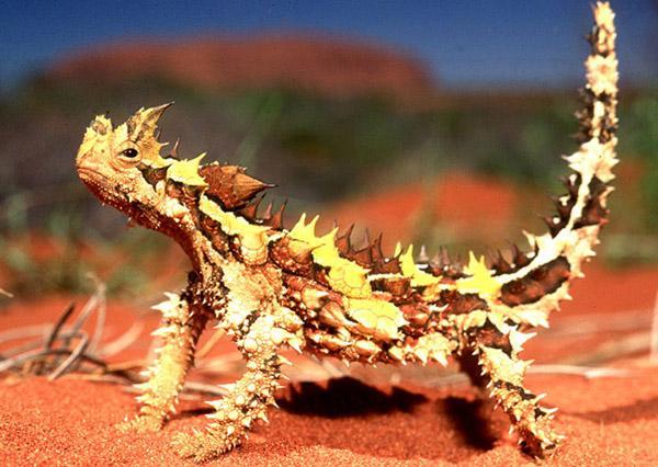 NAM I DİĞER ÇÖL ŞEYTANI Thorny Dragon (Dikenli Ejderha) Boyu 15 cm. kadar olan bu sürüngen eski bir efsane canavarı görünüşündedir. Bir adı da dikenli molok tur.