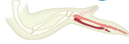 Morfojen, bir konsantrasyon gradientiyle çalışan hareketli bir Kol-bacak oluşacak olan embriyonik bölge sinyaldir Sonik kirpi, omurgalılarda kol-bacak gelişimi sırasında parmak gelişiminde görevli