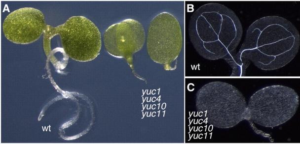 YUCCA genleri embriyogenez için gereklidir Bir flavin monooksijenaz enzimi kodlayan dört YUCCA