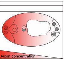 Arabidopsis te dişi gametofit gelişimi için, oksin sentezinde kısmen açığa çıkan