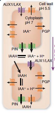 Oksin, taşıyıcı proteinler ile taşınır ABCB ABCB PIN ailesi proteinleri, oksinin hücre dışına doğrusal hareketine yardımcı olur.