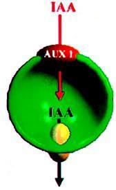 AUX1 oksini hücre içine alır AUX1/LAX Taşıyıcı ile oksin alınımı AUX1 e benzeyen protein kodlayan birçok gen bulunmaktadır; bu proteinler LAX proteinleridir (Like AUX1).
