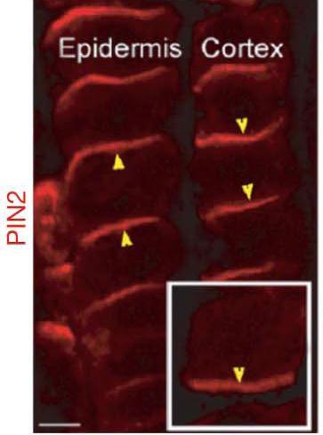 Farklı PIN proteinleri farklı yerlerde bulunur PIN2 kök korteksinin alt yüzeyinde ve epidermal hücrelerin üst yüzeyinde bulunur.
