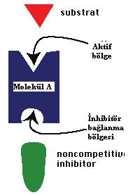 MOLEKÜLER BİYOFİZİĞE GİRİŞ 209 K1 bağlanma katsayısıyla Molekül A ya Substrat bağlanınca Molekül A üzerinde oluşan konformasyonel değişim sonucu Bir başka substratın bağlanmasını kolaylaştırabilir