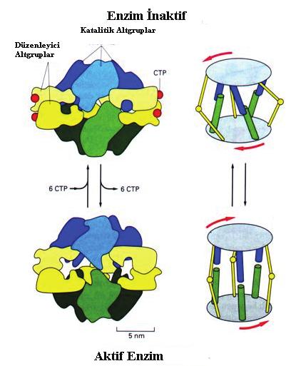 Ancak fosfat ın İnaktif protein A ya bağlanması substratın protein A ya bağlanmasının yolunu açar (kovalent modifikasyon).