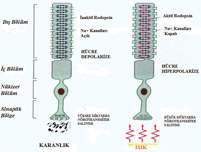 MOLEKÜLER BİYOFİZİĞE GİRİŞ 261 10.4. Rod lar Rodlar ışığa karşı aşırı duyarlık gösterirler bu nedenle karanlıkta görmeden sorumludurlar.