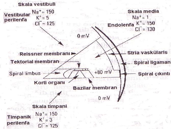 MOLEKÜLER BİYOFİZİĞE GİRİŞ 283 kısmından baziler membran gömülü (proksimal) diğer uçları (distal) ise serbest durumdadır.