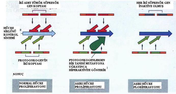 MOLEKÜLER BİYOFİZİĞE GİRİŞ 313 Darwin ci karsinojenezle teorisine göre kanserin çeşitli formları puberteryal(bluğ dönemi) ve geriatrial(yaşlılık dönemi) olarak sınıflandırılabilir.