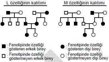 3. Yukarıdaki soy ağaçlarında L ve M özelliklerinin kalıtımı gösterilmiştir. Bu özelliklerin kalıtım tipleri aşağıdakilerin hangisinde doğru olarak verilmiştir?