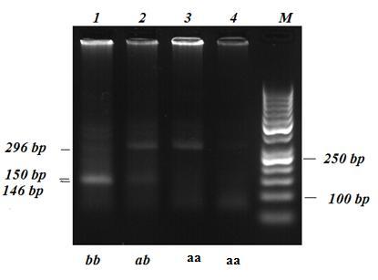 45 bant modelleri belirlenmiştir. Restriksiyon ürünleri % 2 lik agaroz jelde gösterilmiştir (Şekil 4.2). NciI aa bb ab a NciI b 296 150 146 150 146 Şekil 4.