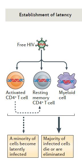 Latent hücre Replikasyon yeteneği olan stabil provirüs taşır Transkripsiyon aşamasında sesiz (viral transkript ya da viriyon üretimi yok) Hücresel uyarı