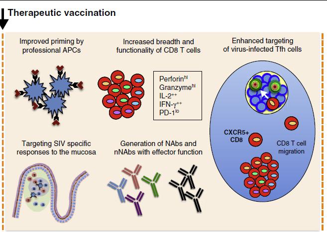 Terapötik aşılar Terapötik aşı hedefleri: Anti-viral CD8+ T hücreleri (CTL) CD4+ T hücreleri Nötralizan antikorlar multi-fonksiyonel T hücre (uzun süreli progresse