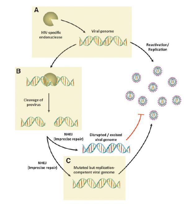 Latent hücrelerdeki proviral DNA ya ulaşım sorunu (1/milyon CD4 + T hücre) Jerome Kr, et al.