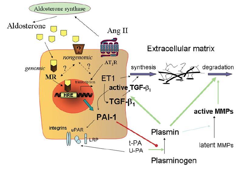 Mineralokortikoid reseptör (aldosteron) aktivasyonu & trombotik, inflamatuar ve fibrotik etki