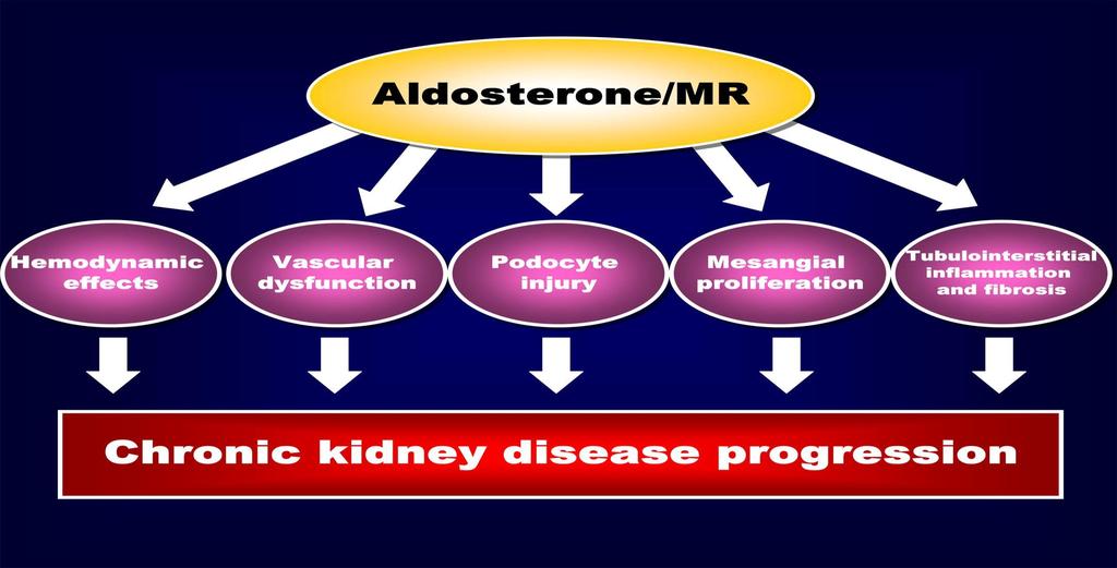 Molecular and Cellular Endocrinology 350 (2012) 273 280.