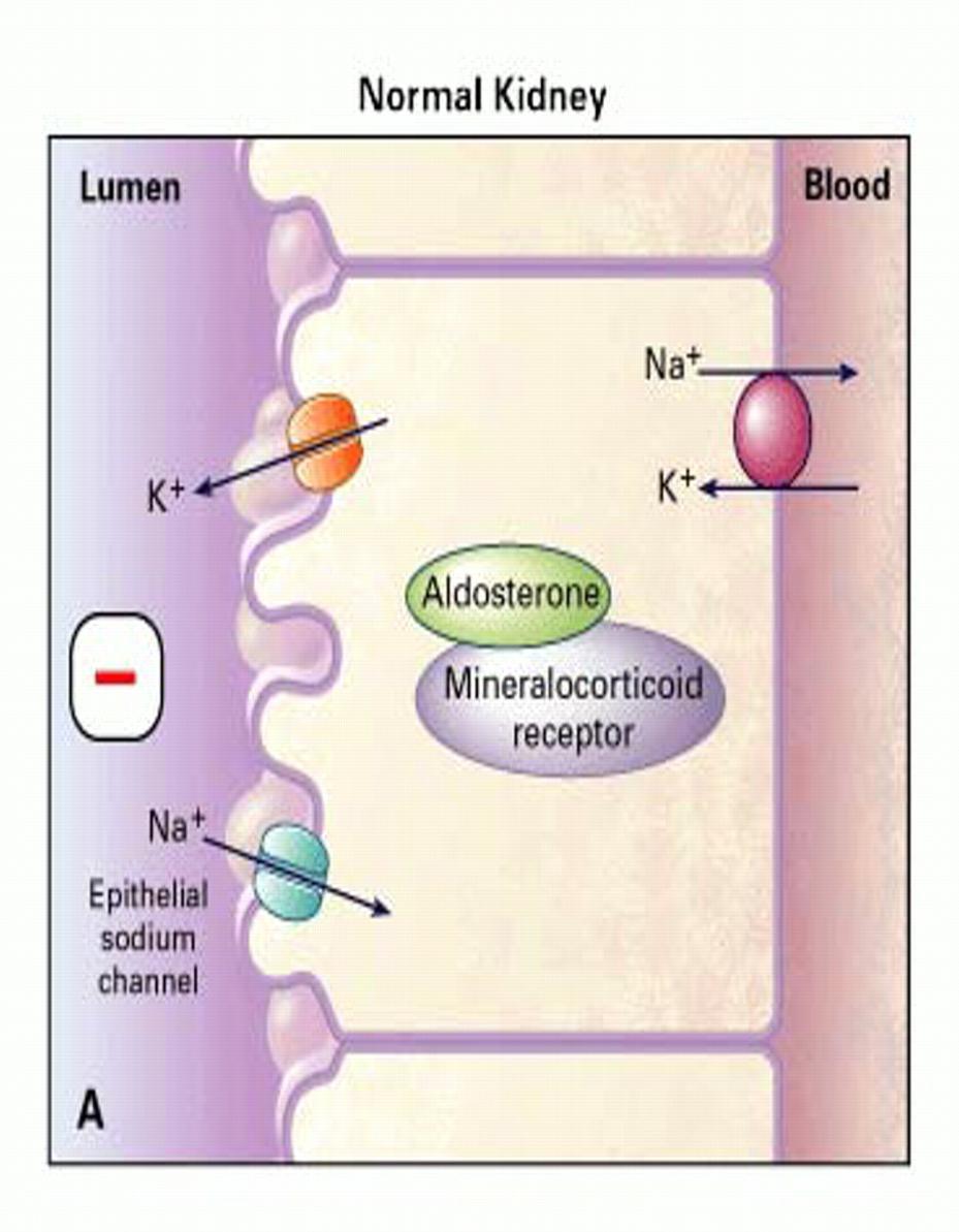 Mineralokortikoid reseptör (aldosteron) etki