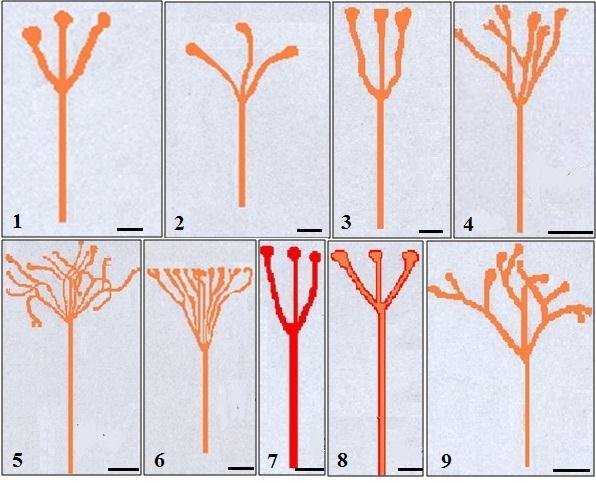 Again; C. flavus subsp. dissectus, C. olivieri subsp. istanbulensis, C. candidus and C.