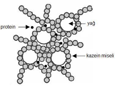 Kazein misellerinin kümeleşmesi devam ettiğinden, yağ globülleri, su ve suda çözünen maddeleri tutan yumuşak bir ağ oluşmaktadır (Fox, 2000; Hutkins 2006; Dervişoğlu vd. 2007).