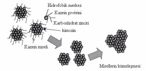 Şekil 2.3. Kazein misellerinin kimozin etkili kümeleşmesi (Dervişoğlu vd. 2007) Sütün rennetle pıhtılaşması iki aşamada meydana gelmektedir.