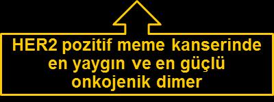 HER2 içeren dimerler hücre sağkalımı ve proliferasyonuna yol açan, güçlü mitojenik sinyal iletimini indükleyebilir Homodimers Heterodimers HER2:HER2 HER1:HER1 HER3:HER3 HER4:HER4 HER1:HER2 HER1:HER3