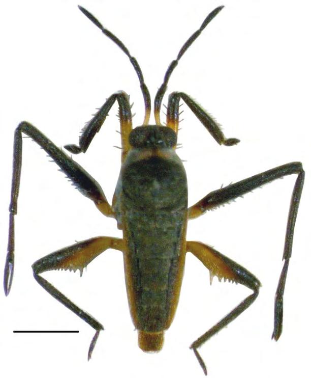 Additional records of Gerromorpha (Hemiptera: Heteroptera) and redescription of Rhagovelia nigricans nigricans (Burmeister, 1835) from Anatolia (Turkey) Velia kiritshenkoi Tamanini, 1958 Material