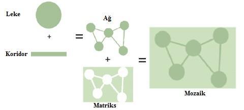 20 Şekil 2. 5: Leke-Koridor-Matriks mozaik modeli ilişkisi 7 2.1.2. Peyzaj Fonksiyonu Peyzaj fonksiyonu; mekânsal elemanlar arasındaki etkileşimleri yani ekosistem unsurları arasındaki madde, enerji ve türlerin akışını ifade etmektedir.