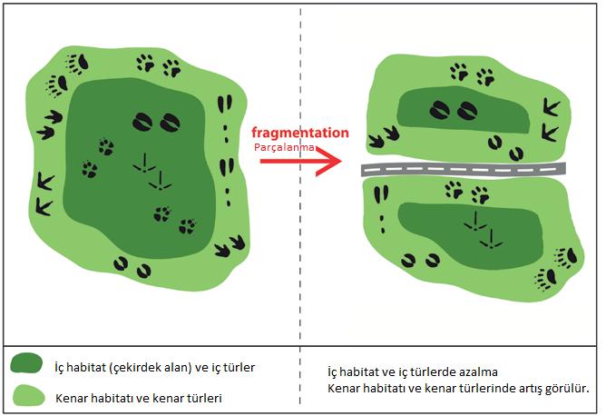 27 Şekil 2. 8: Peyzajdaki parçalanmanın iç ve kenar türlerine etkisi 8 2.2.2.2. Bağlantı ve İzolasyon Bağlantı, benzer peyzaj elemanları arasındaki bağlanma derecesini ifade eder (Bastian ve Steinhardt, 2002).