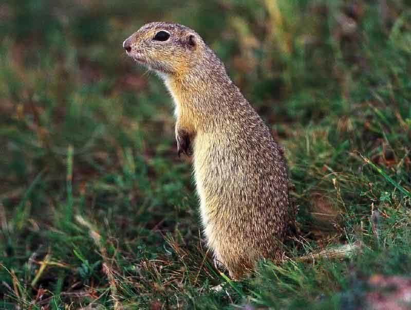 Sciuridae (Sincaplar) Sciurus vulgaris L.