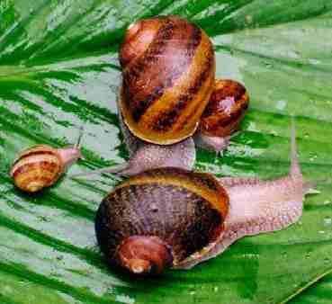 Phylum Mollusca (Yumuşakçalar) Class (sınıf) Gastropoda (Karındanbacaklılar) Fam: