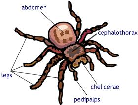 Subphylum Celicerata Class Arachnida Order Araneae (Örümcekler) -Vücutları cephalothorax ve abdomenden