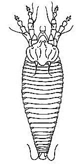 Subphylum Celicerata Class Arachnida Order Acarina (Akarlar) Familya: Eriophidae -Vücutları sınıf özelliği olarak cephalothorax+abdomen den oluşmuştur -Cephalothorax