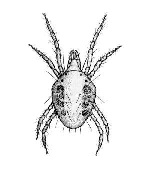 Subphylum Celicerata Class Arachnida Order Acarina (Akarlar) Familya: Tetranychidae (kırmızı örümcekler) -Vücudları